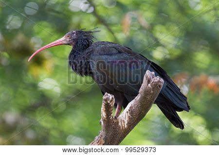 Northern Bald Ibis (geronticus Eremita)