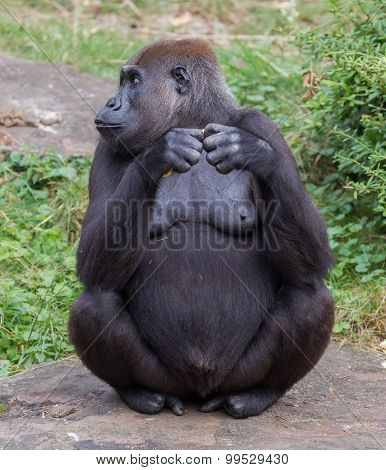 Adult Gorilla Eating