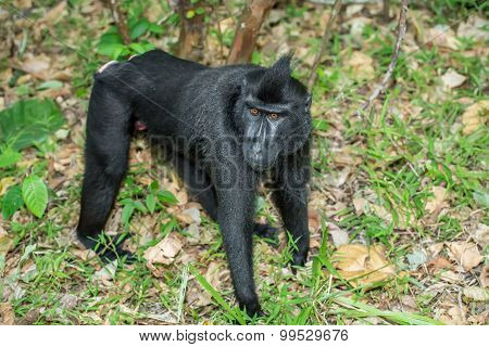 Portrait Of Celebes Crested Macaque, Sulawesi, Indonesia