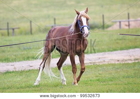 Young chestnut stallion breed Orlov Trotter.