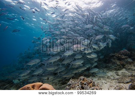 School of Jack fish