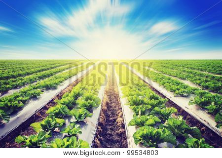 Green Lettuce On Field Agricuture With Sunlight Effect