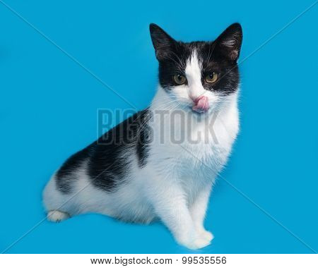 White And Black Cat Sittng On Blue