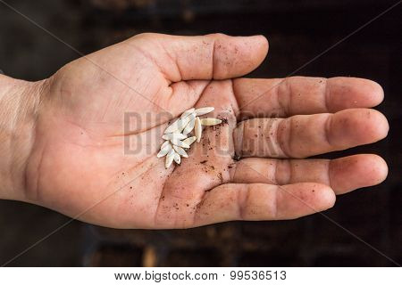 Close Up Cucunber Seeds On Hand Woman