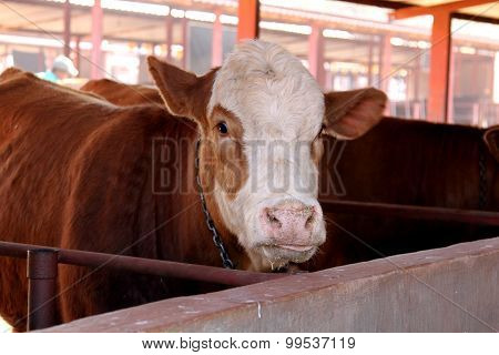 Brown With White On Head Simmentaler Cow In Stable