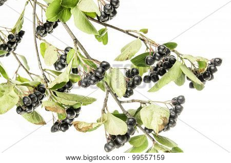 Black Choke Berries