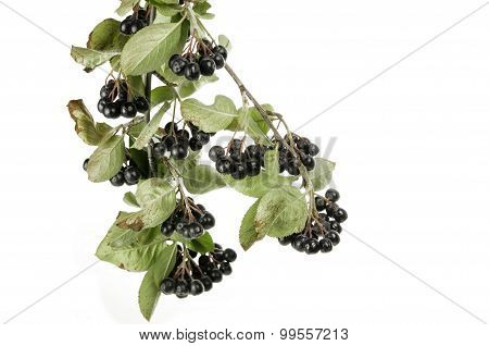 Black Choke Berries