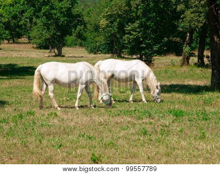 White Lipizzaners grazing