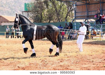 Handler Letting Lovely Black Friesian Horse Gallop.