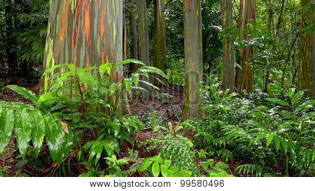 Rainbow Eucalyptus Trees In Hawaiian Rainforest
