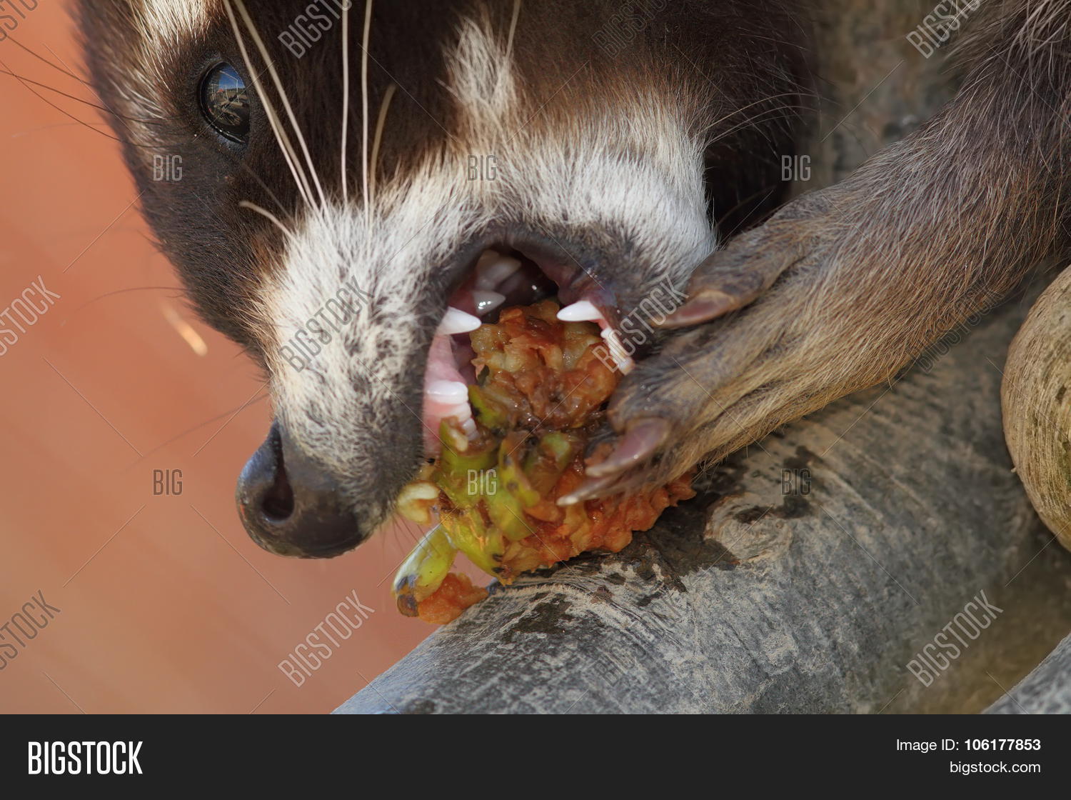 Подвал градуса выдра. Может ли выдра съесть енота. Выдра высовывает лапки. Выдра гифка. Может ли выдра съесть енота.