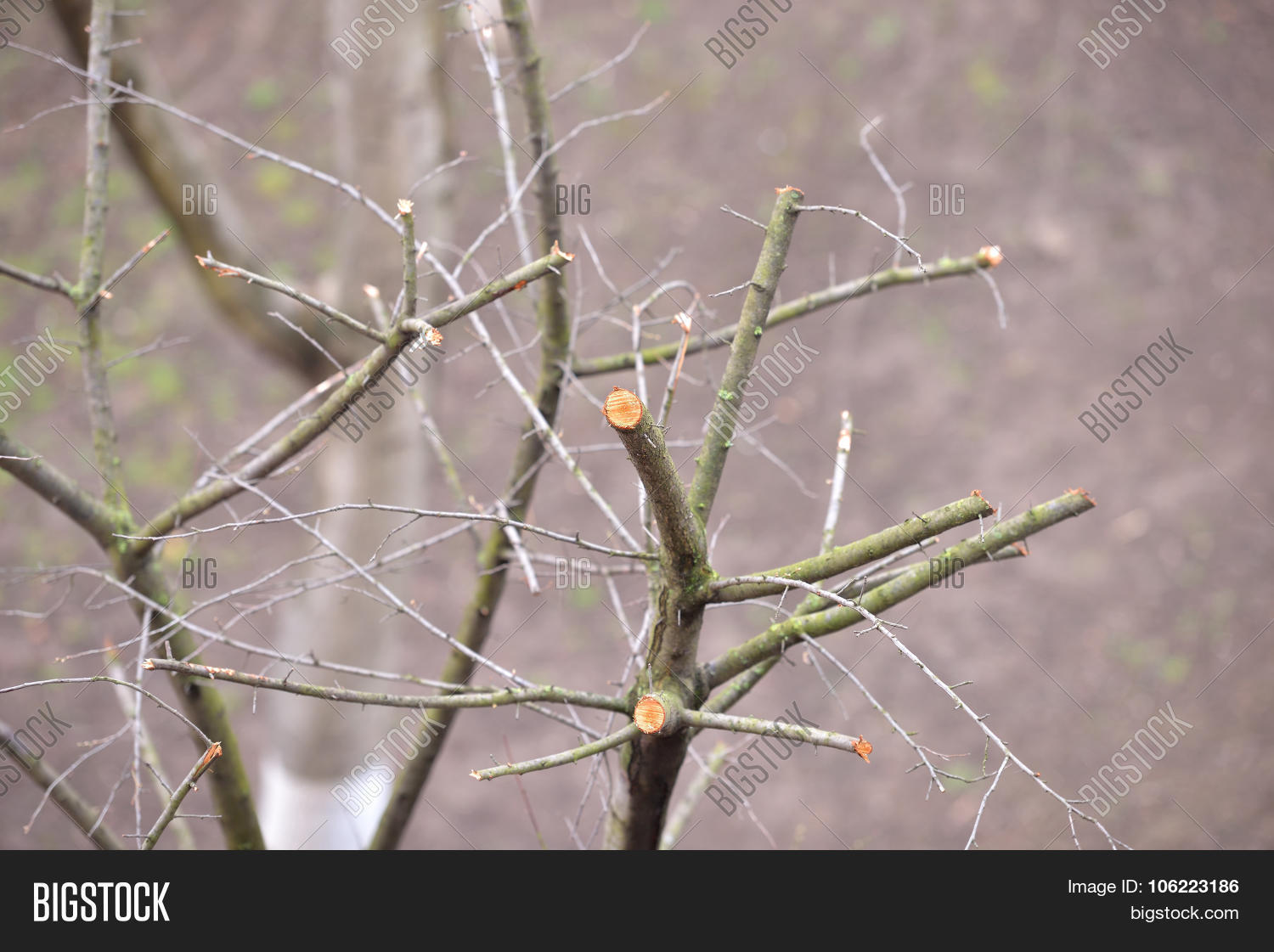Trees Set Branches Cut Image & Photo (Free Trial) Bigstock