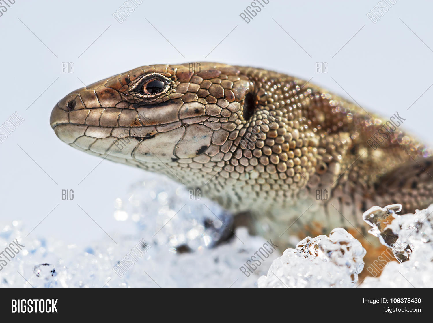 Fauna Siberia Sand Image & Photo (Free Trial) Bigstock