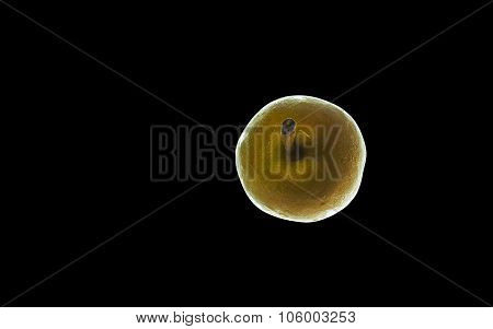 A Lighting Pear