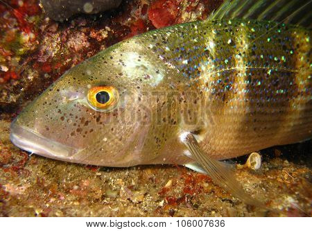 Underwater Shot Of Dentex Dentex - Porgy