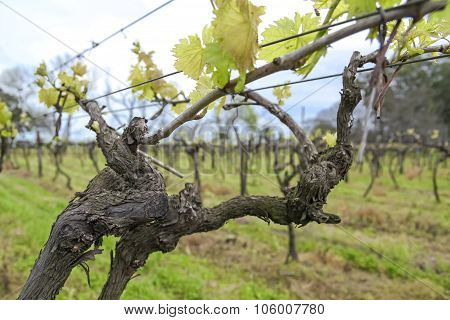 Uruguayan Wine Grapevines.