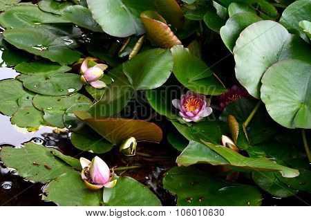 Pink Water Lily flower Under The Sun