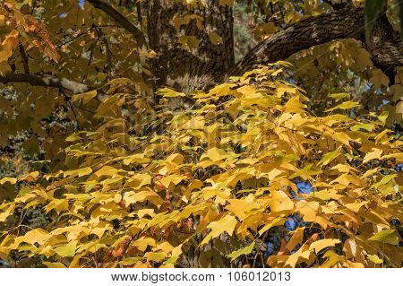 Tree Is Decorated With Yellow Colored Leaves