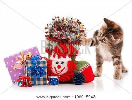 Cute Kitten