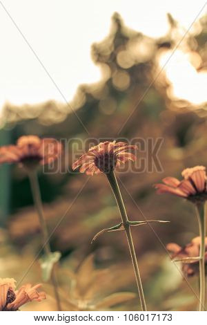 Retro Flowers Background