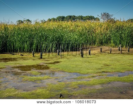 Marsh and Tall Grass