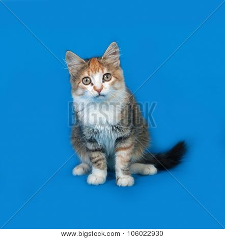 Tricolor Kitten Sittng On Blue