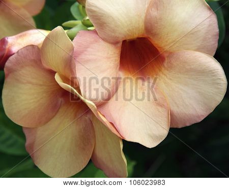 Pink flowers in Polynesia