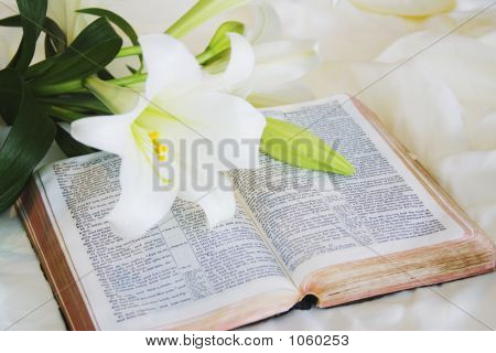 Easter Lily e Bibbia