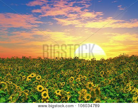 Sunflowers