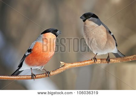 a pair of bullfinches
