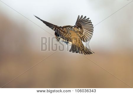 Sparrow how the eagle
