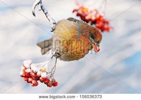 winter Rowan and bird Shchur