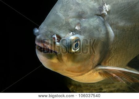 Detail Of Head Piranha Fish