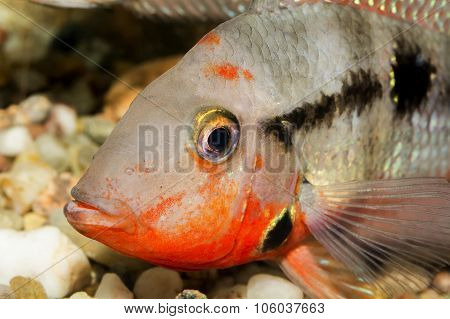 Detail Of Head Of Cichlid Fish