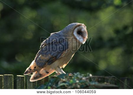 Closeup of Barn Owl Raptor with Back Lighting Czech Rep