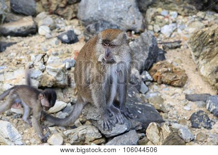 Wild Monkeys On The Island Landkawi, Malaysia.