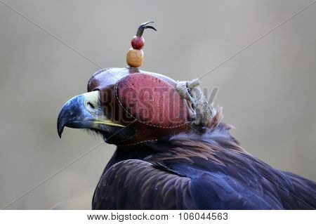 Eagle With A Cap On The Eyes