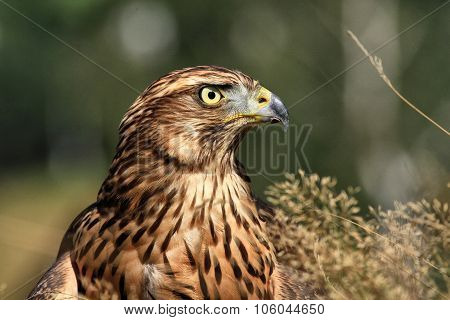Portrait Of A Golden Eagle