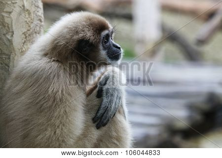 Vervet Monkey