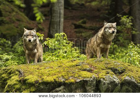 European Wolf, Europaeischer Wolf, Canis Lupus, Wolf, Czech Republic