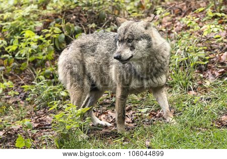 European Wolf, Europaeischer Wolf, Canis Lupus, Wolf, Czech Republic