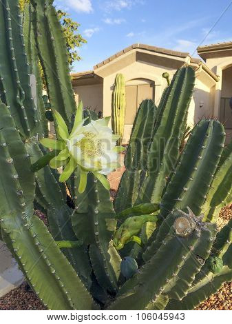 Arizona Frontyard Cactus