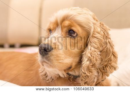 Good dog