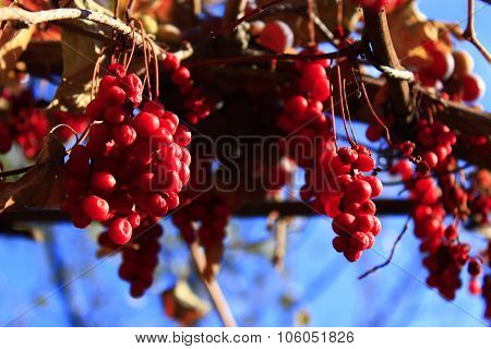 big branches of schisandra