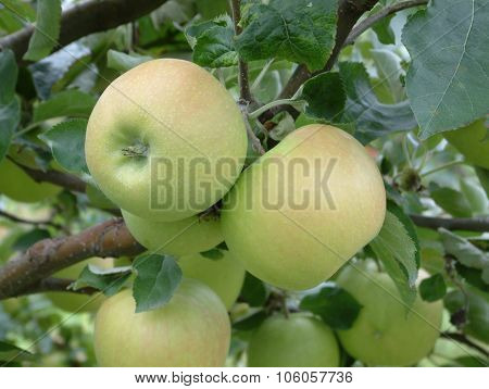 picture of an apples in orchard ready foir harvesting