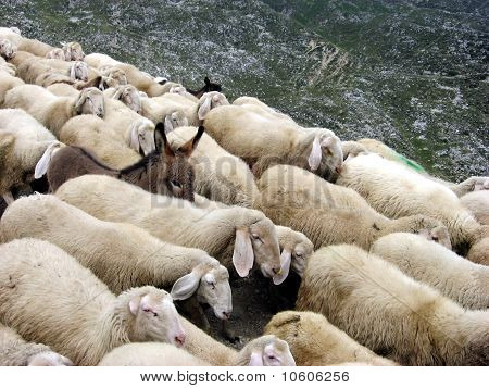 Stádo ovcí na Pasubio s oslem