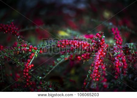 Cotoneaster Horizontalis
