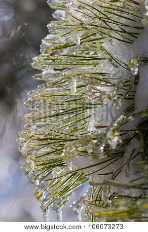 Ice Cover Evergreen Needles