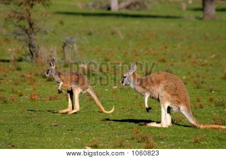 Australien 233