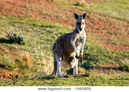 Australien 236